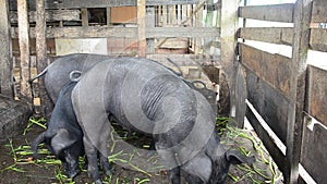 Large Black Pig eating at farm in Pattalung, Thailand.