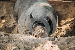 Large Black Pig In Farm. Pig Farming Is Raising And Breeding Of Domestic Pigs. It Is A Branch Of Animal Husbandry. Pigs