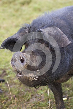 A large black pig in a green field eating.