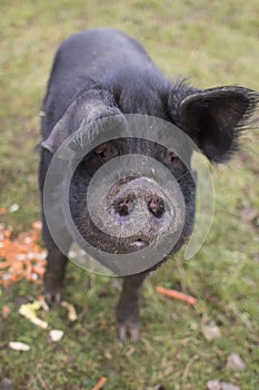 A large black pig looking at the camera