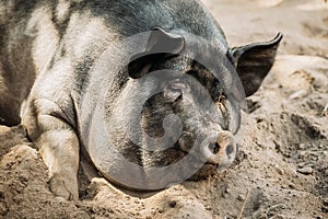 Large Black Pig Sleeping In Sand In Farm Yard. Pig Farming Is Raising And Breeding Of Domestic Pigs. It Is A Branch Of