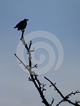 Large black rook sitting on the top of the tree branch