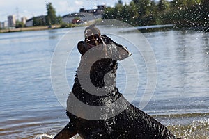 A large black Rottweiler breed dog plays in the water with a spray, catches them on the fly