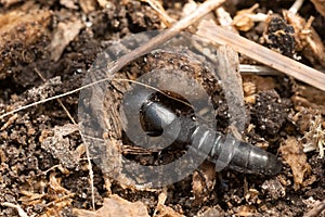 Large Black Rove Beetle - Ocypus nitens
