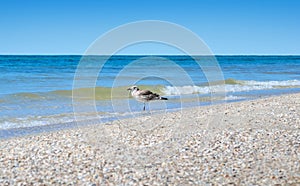 Large Black Sea seagulls in the natural habitat