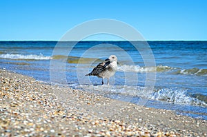 Large Black Sea seagulls in the natural habitat