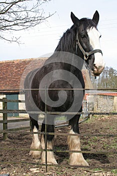 Large Black Shire Horse