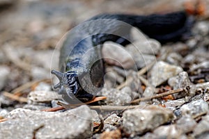 Large Black Slug, Arion ater in Glen Affric, Scottish Higlands