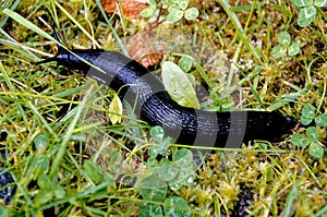Large black slug on grass in a garden