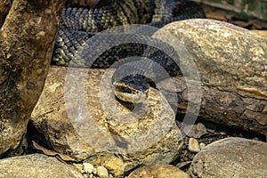 Large black snake