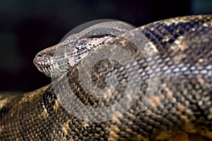 Large black snake in a zoo