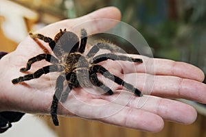 large black spider on the palm of a man's hand. A man holding a spider tarantula