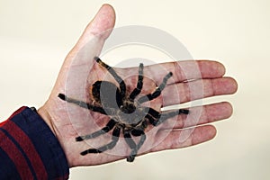 large black spider on the palm of a man's hand. A man holding a spider tarantula