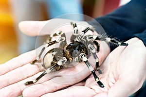 A large black spider on the palm of a man`s hand. A man holding a spider tarantula