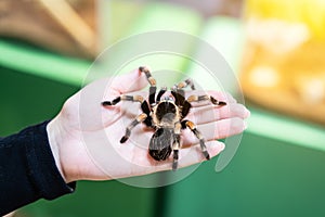 A large black spider on the palm of a man`s hand. A man holding a spider tarantula