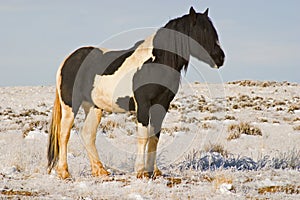 Large Black Stallion wild mustang horse Winter