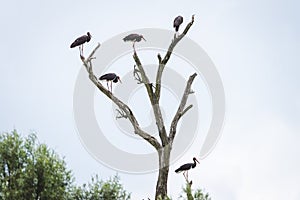 Large black storks in a natural habitat on a tree