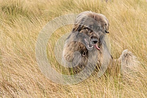 A large black and tan dog plays in tussocks