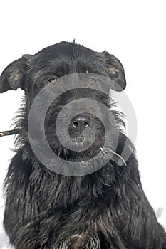 Large black terrier