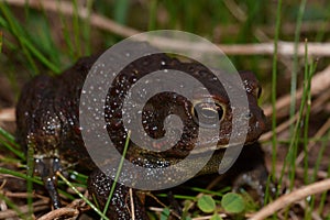Large black toad
