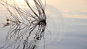 A large black tree branch floats on water in a river at sunset
