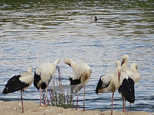 large black and white bird stork long red beak river water photo
