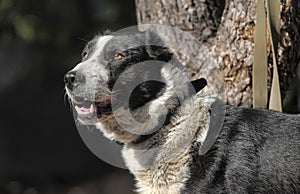 A large black and white crossbreed dog