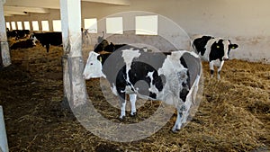 A large black and white pregnant cow walks in a pen on a farm
