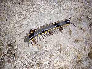 A large black and yellow striped bug is crawling on a pile of rocks