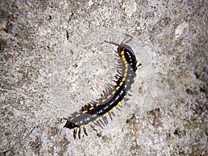 A large black and yellow striped bug is crawling on a pile of rocks