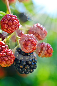 Large blackberries ripen in the garden.