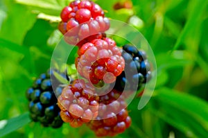 Large blackberries ripen in the garden.