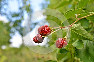 Large blackberries ripen in the garden. Harvest berries in the summer season