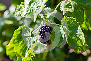 Large blackberry close-up. Plant branch in home countryside eco garden