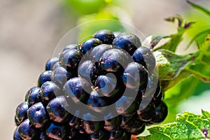 Large blackberry close-up. Plant branch in home countryside eco garden. Eco product.