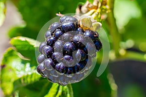 Large blackberry close-up. Plant branch in home countryside eco garden. Eco product