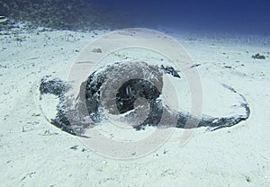 Large blackspotted stingray underwater on sandy sea bed