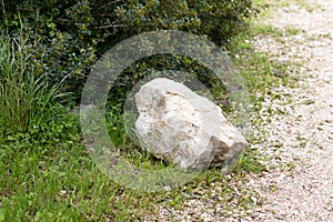 A large block of stone in the forest