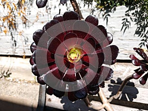 Large Blood rose succulent in a Rustic garden setting close