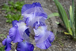 Blue iris in full bloom