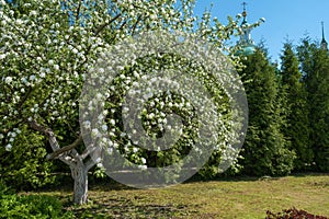 . A large blooming apple tree in the Spaso-Yakovlevsky Monastery in the city of Rostov, Yaroslavl region