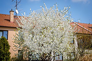 Large blooming bird cherry in the spring against the backdrop of a building in the garden photo