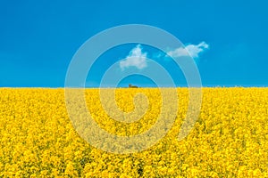 Large blooming Canola field with blue sky and small group of clouds