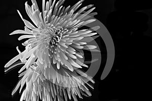 Large blooming chrysanthemum with reflection