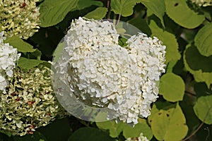 Large blooming clusters of white flowers on a hydrangea bush on a summer day