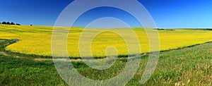 Landscape Panorama of Large Blooming Canola Field and Prairie Farm, Great Plains, Alberta, Canada