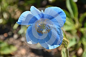 Large Blooming Himalayan Blue Poppy Flower Blossom photo