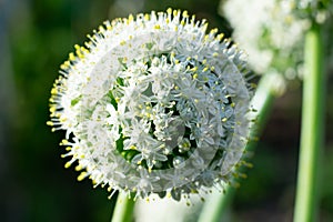 Large blooming onion plants with stem on bright sunlight and bokeh blurred background. Macro photo with ball headed flower.