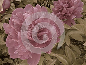 Large blooming pastel color pink garden flower peony against the background of green foliage