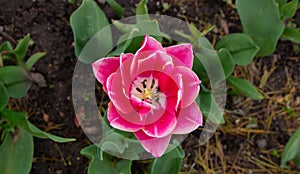 A large blooming pink Tulip in a flower bed